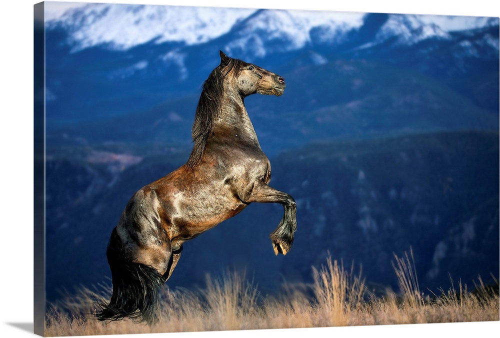 Friesian horse in the Colorado Rockies.