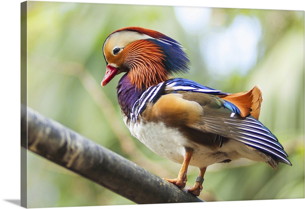 Colorful Mandarin duck on wood branch