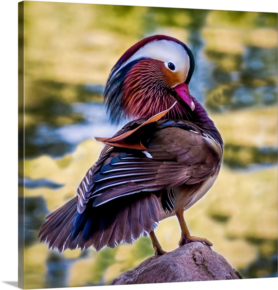 A lovely male Mandarin Duck tanding and displaying on a rock.