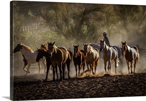 Moab Horses image thumbnail