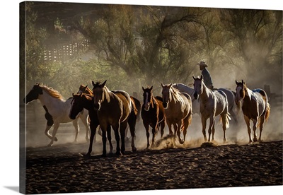 Moab Horses
