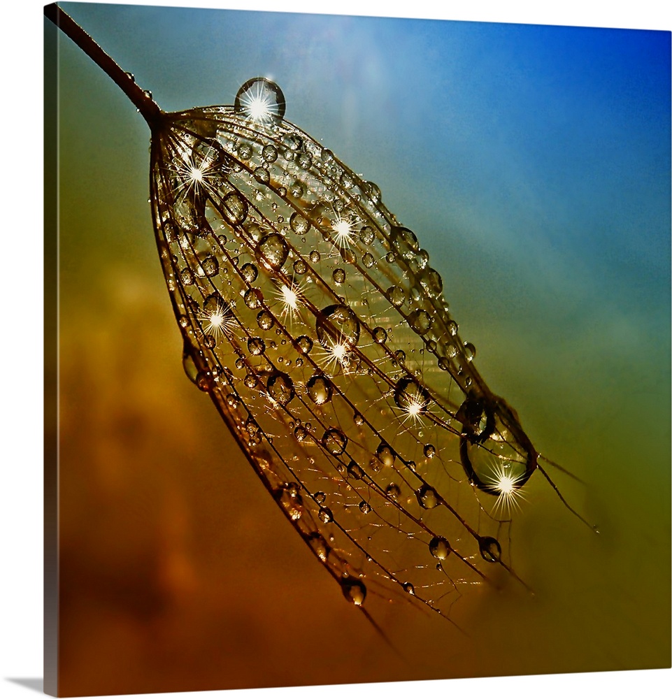 Large dew drops on dandelion seeds.