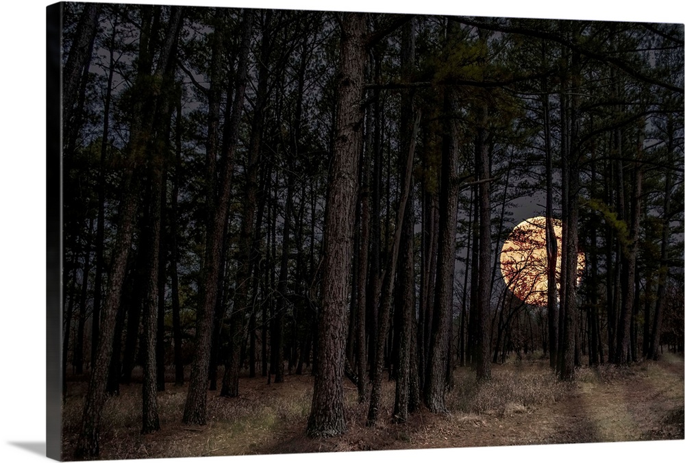 Moon peers through forest trees at Sequoyah State Park in Oklahoma.
