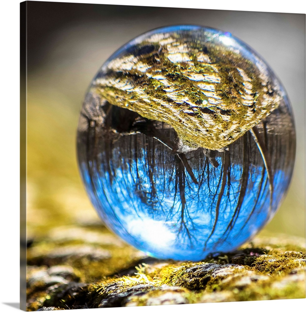 Crystal ball with the reflection of a mossy tree