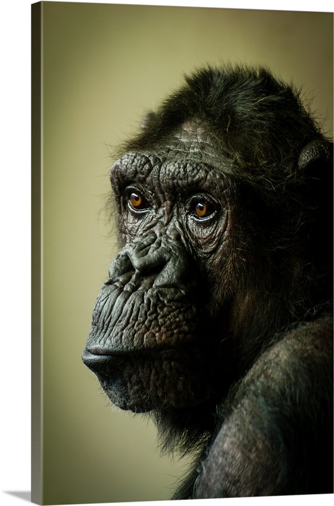 Portrait of a female chimpanzee with a sad expression.