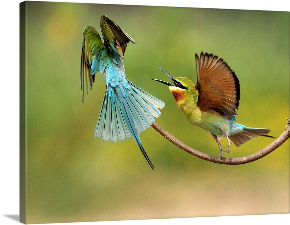 A couple of Blue-tailed bee eaters having a territorial spat for their favorite branch.
