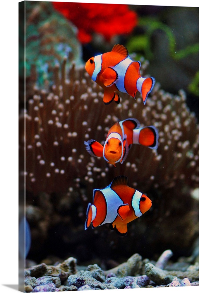 Three orange and white striped Clownfish swimming near anemone.