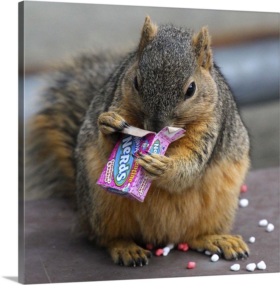 A fat squirrel devours a small box of 'Nerds' candy.