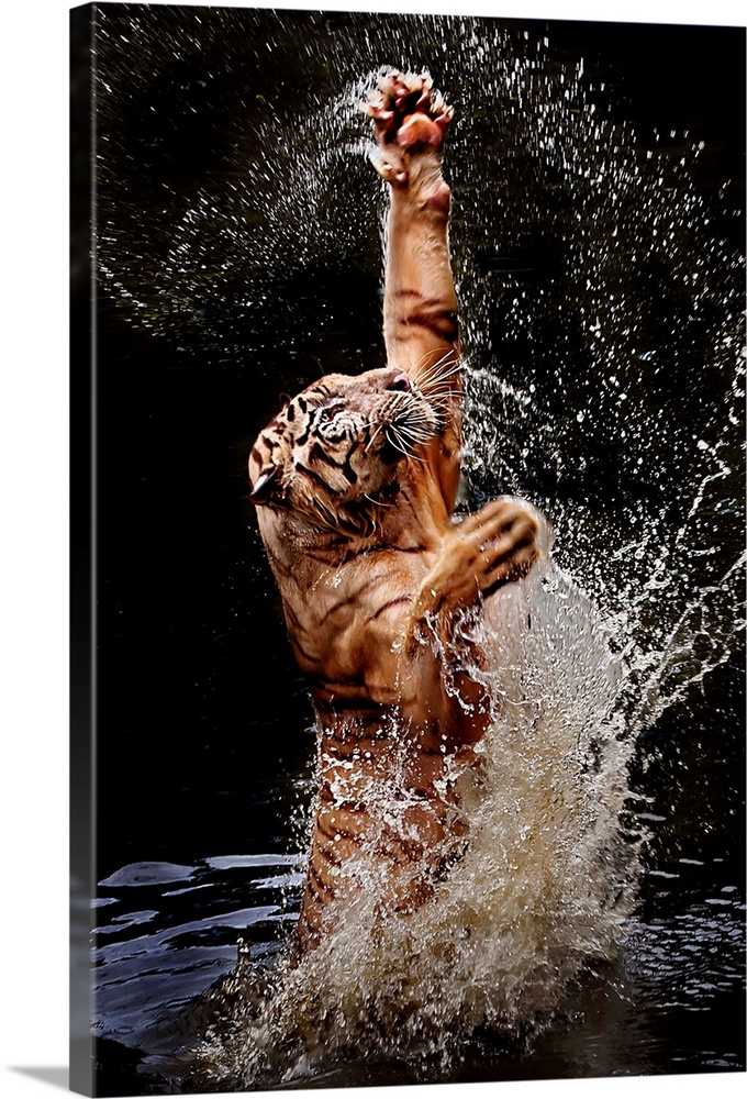 A tiger leaping out of the water with paws outstretched.