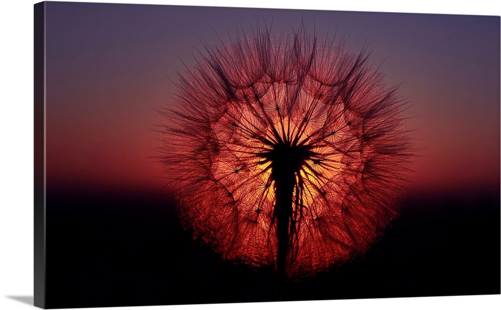 Silhouetted dandelion seeds against the sun.