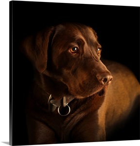 Noble Stoic II image thumbnail