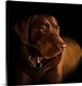 image thumbnail of Three year old Chocolate Labrador dog.