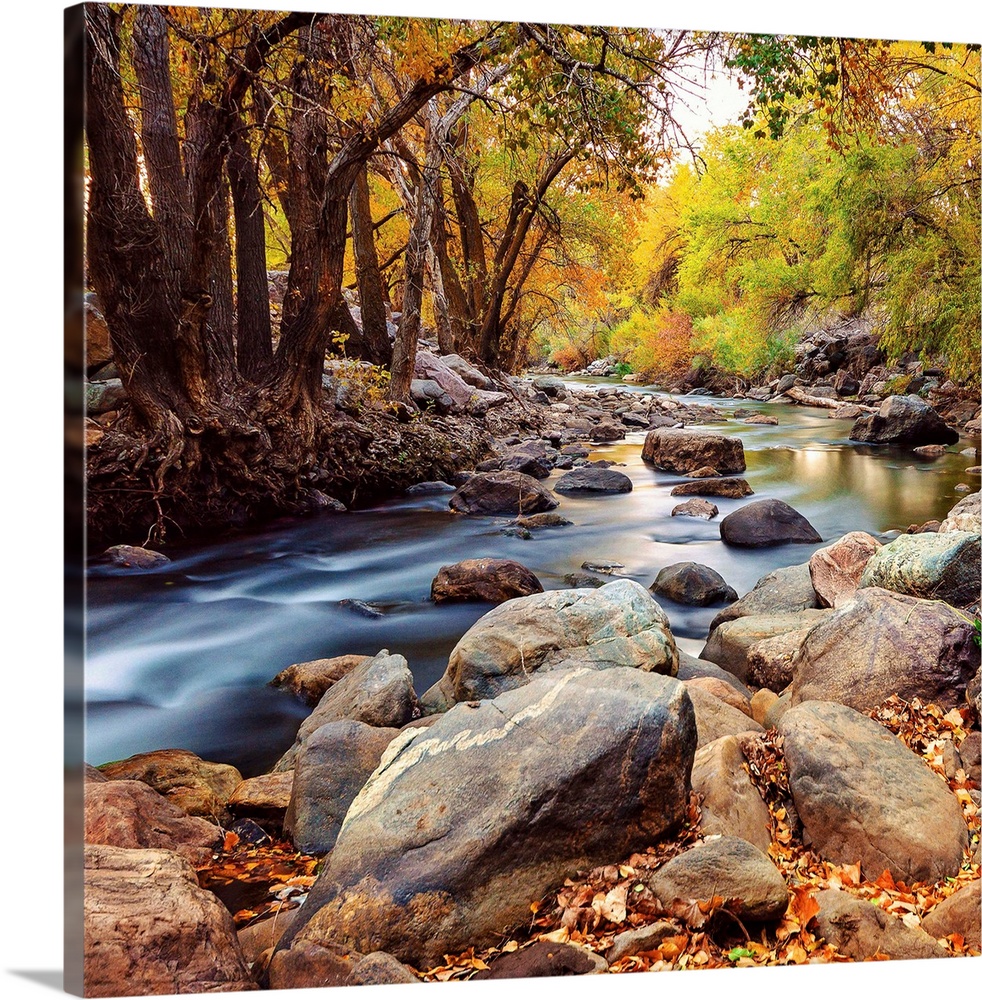 A rocky riverbed in a forest in Autumn, Utah.