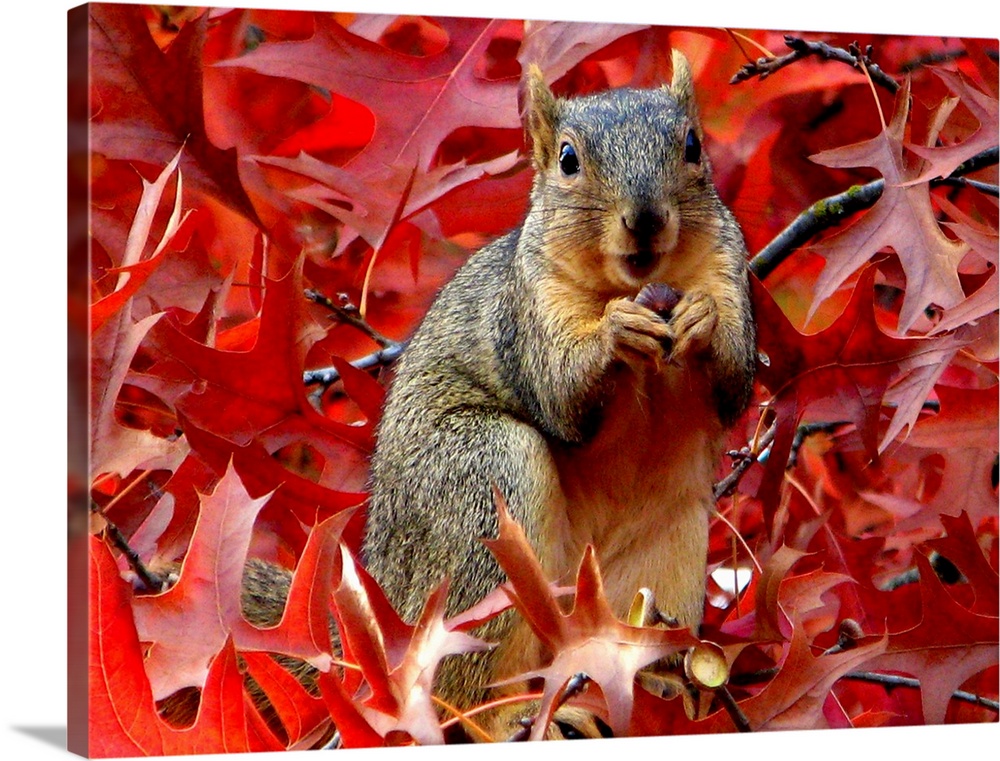 A cute little squirrel eating among red leaves.