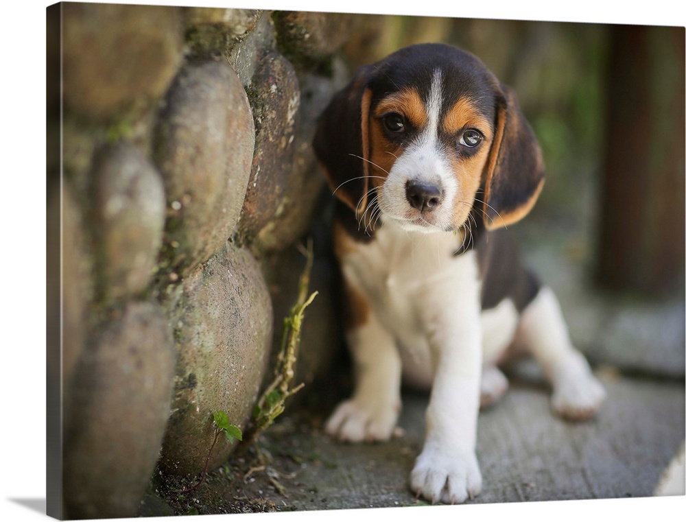 Cute Beagle puppy next to a stone wall.