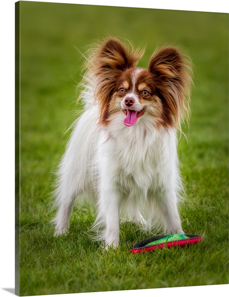Papillon with frisbee, ready to play.