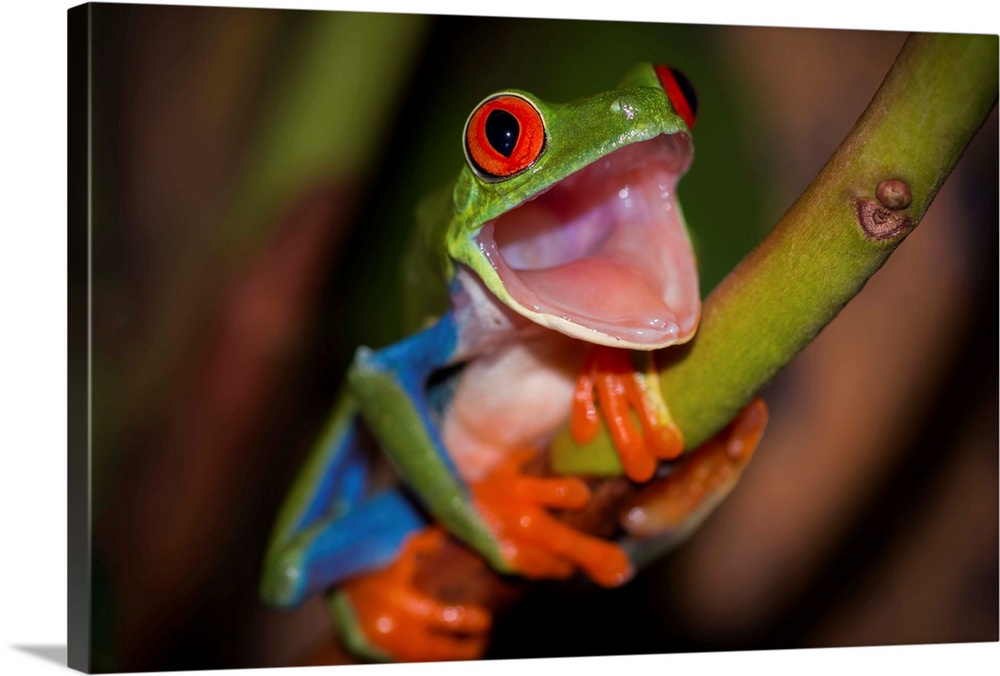 A red-eyed tree frog with its mouth wide open, as if in surprise.