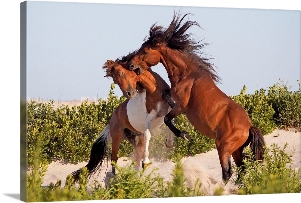 Assateague Island Ponies fighting for dominance, Maryland.