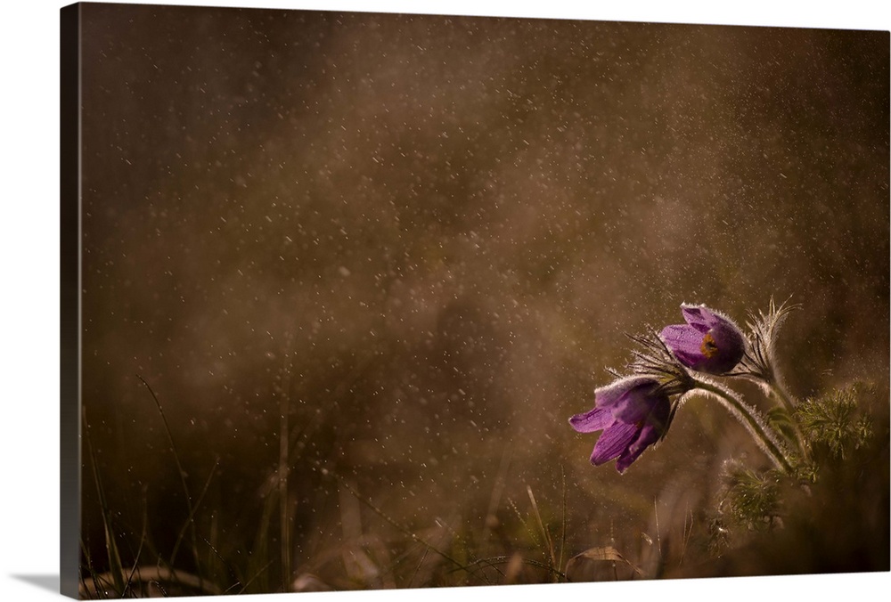 Photograph of two light purple flowers sitting together in a misty field.