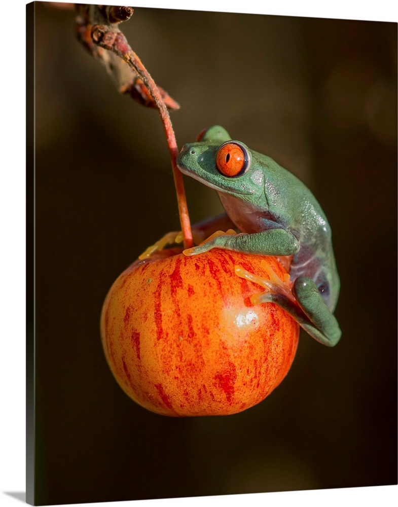 A red-eyed tree frog sitting on a red fruit.