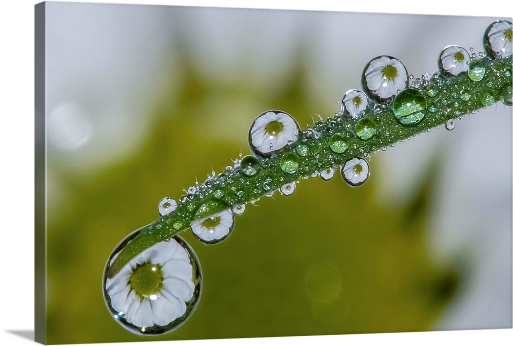 A daisy reflected in the water droplets on a leaf.