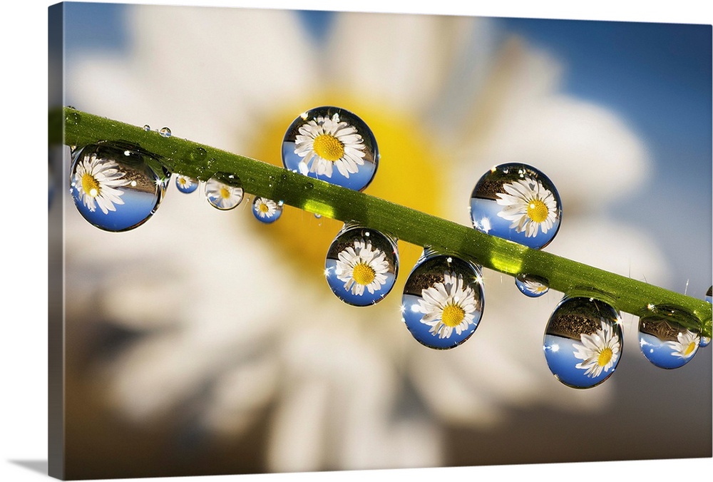 Dew drops on a blade of grass, reflecting a daisy inside.