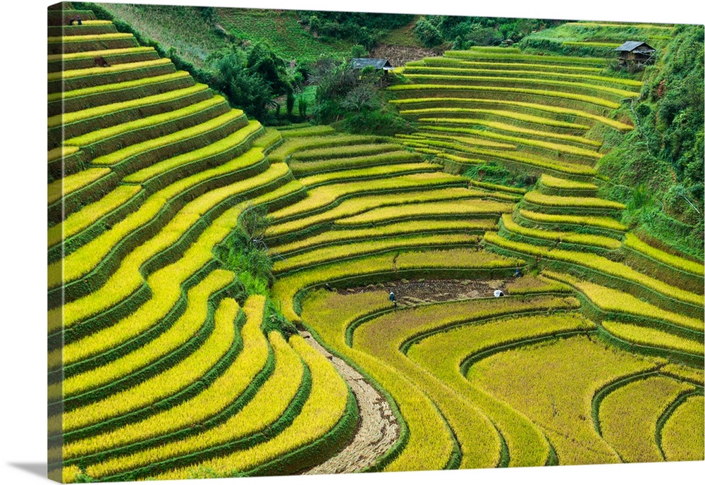 Terraced hills for growing rice in Vietnam.