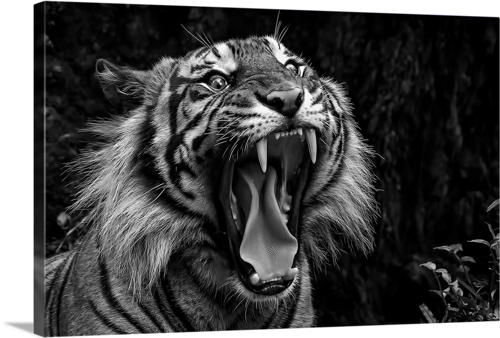 Black and white photo of a snarling tiger.