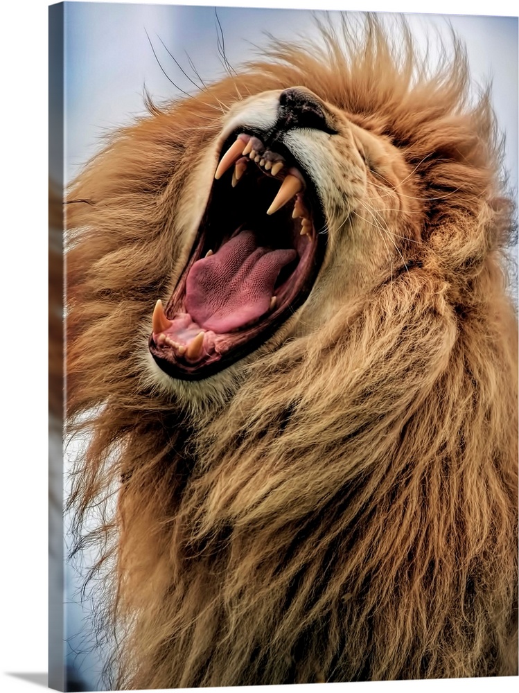 A male lion roaring loudly, showing off its fangs.