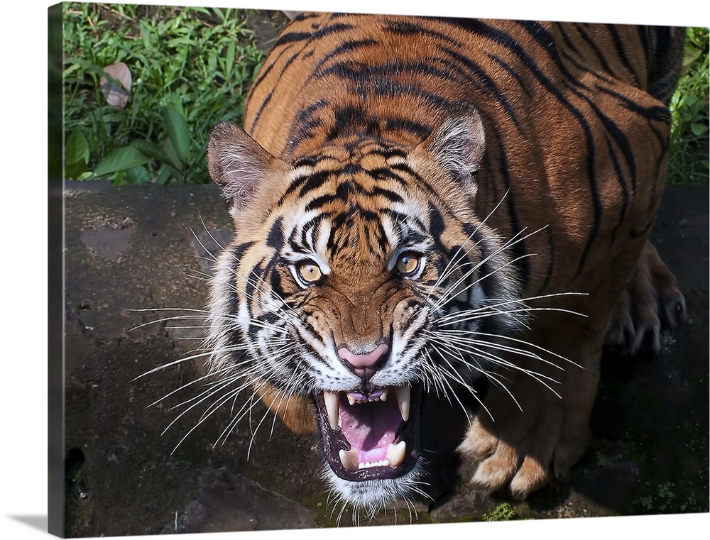 Portrait of a tiger roaring with ferocity.