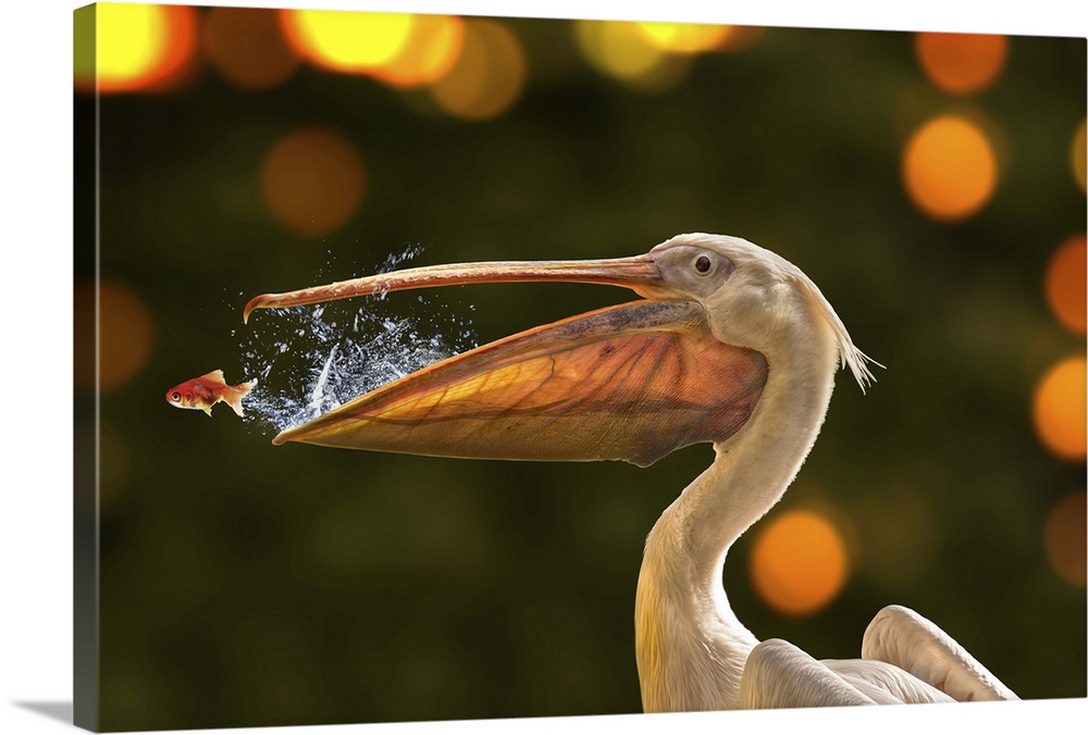 Photograph of a pelican trying to catch a fish from a jumping out of its mouth.