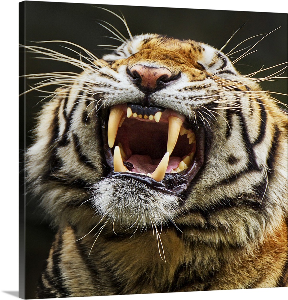 A portrait of a tiger showing its large teeth.
