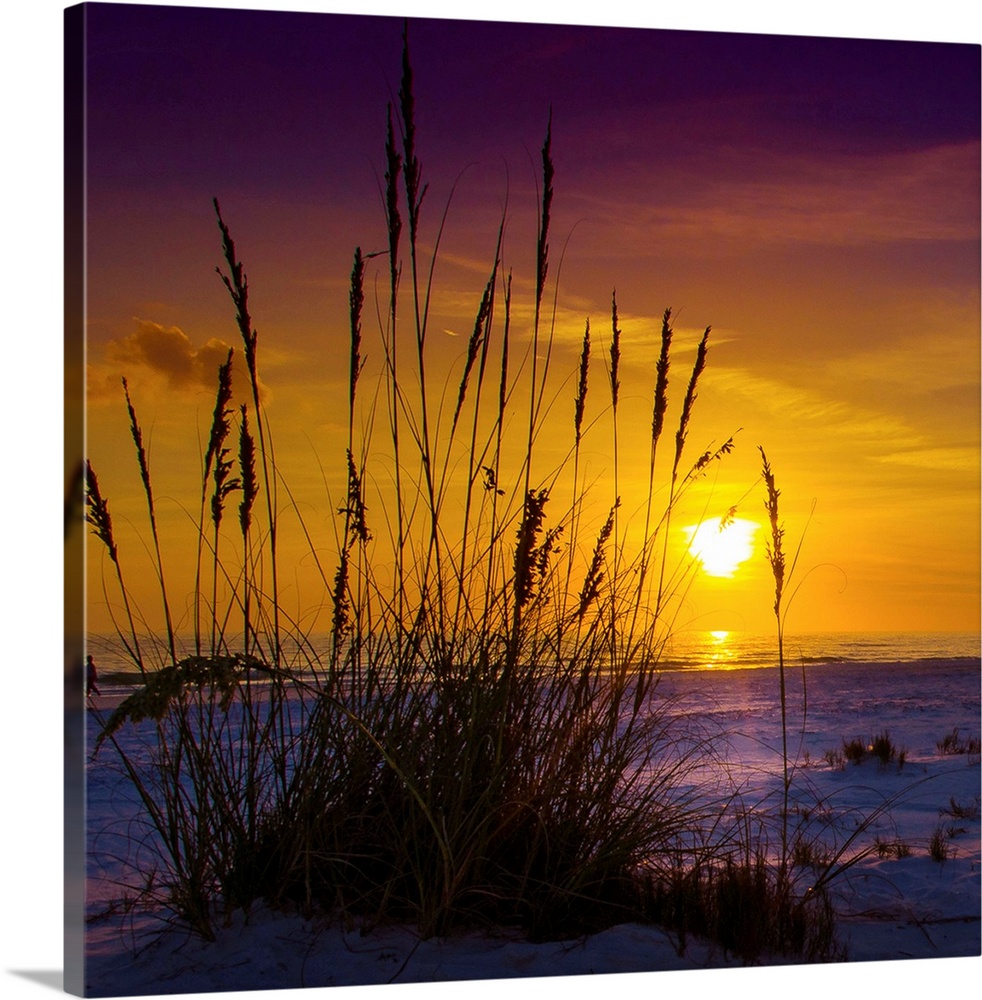 Sunset on Siesta Key, silhouette of grasses from inches above the sand.