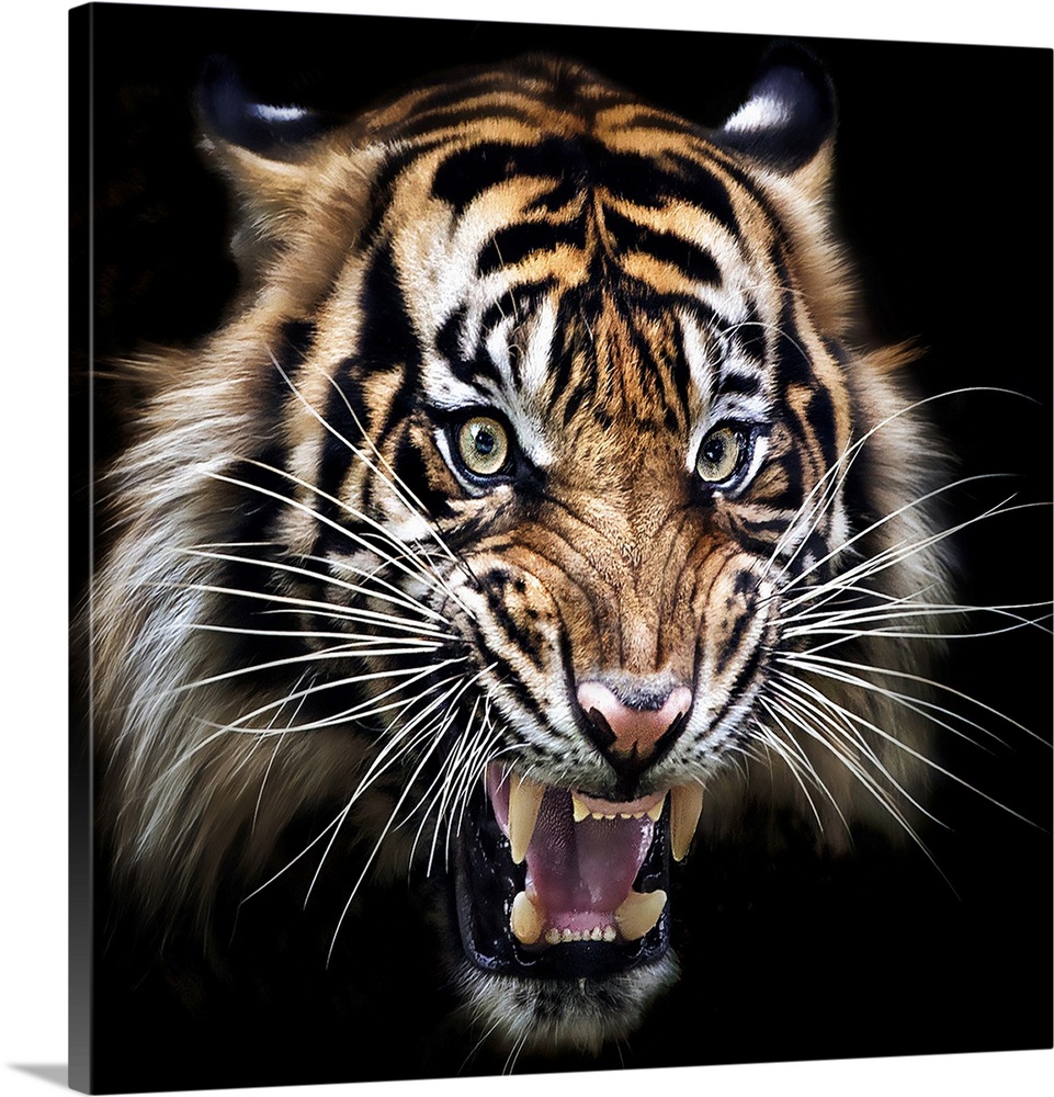A portrait of a snarling tiger against a black background.