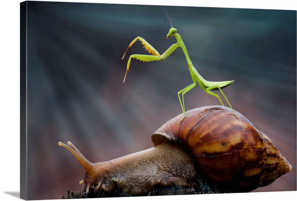 A tiny Praying Mantis standing on the shell of a snail.