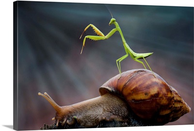 Snail and Mantis
