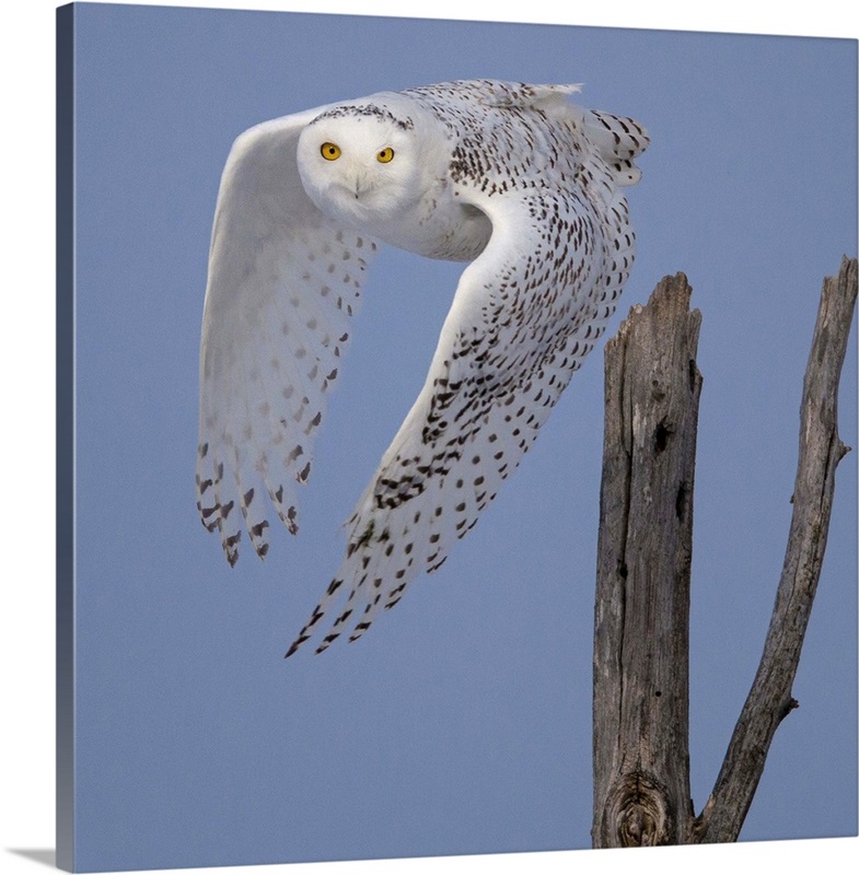 Snowy Owl Leaving Perch Wall Art, Canvas Prints, Framed Prints, Wall ...