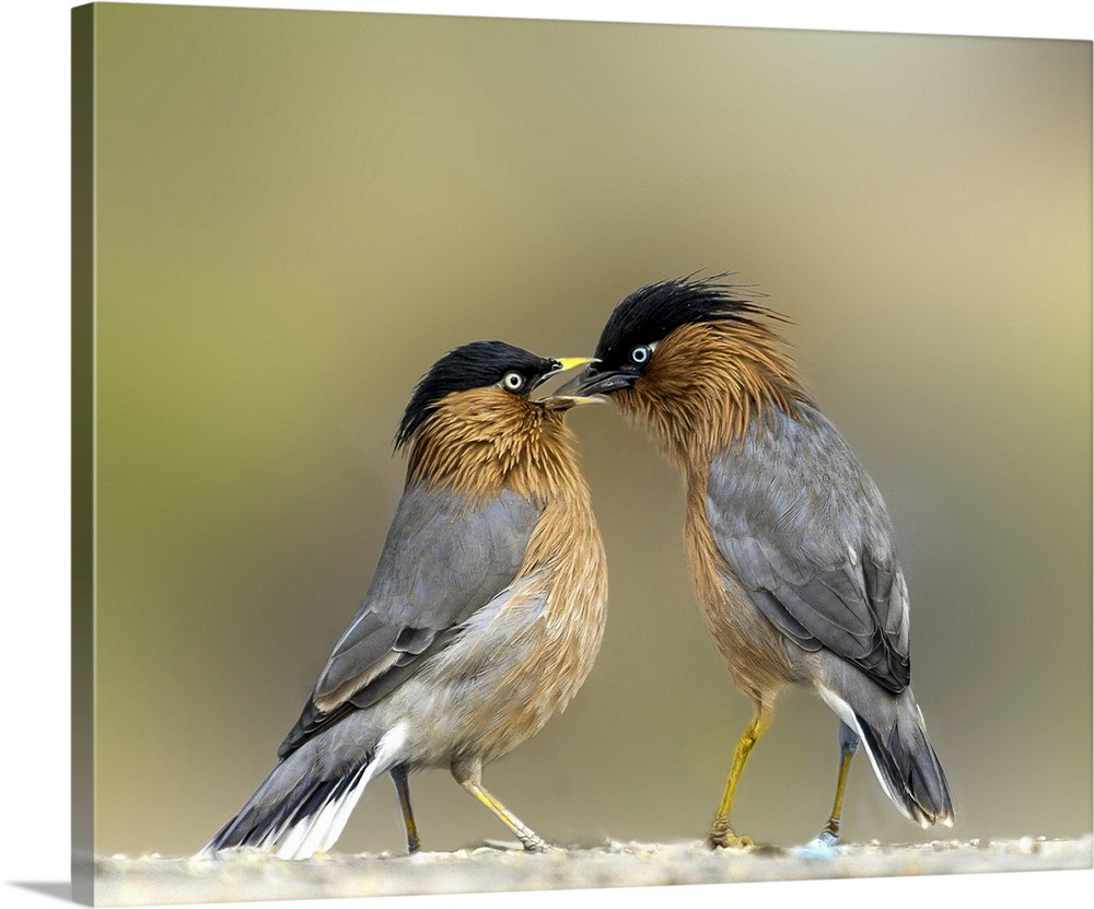 Two Brahminy Starlings showing affection.