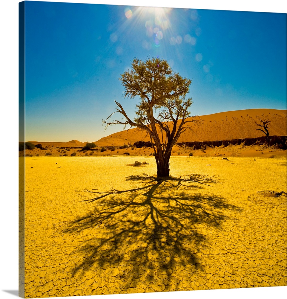 A tree in the sunlight in Sossusvlei, Namib Desert, Namibia.