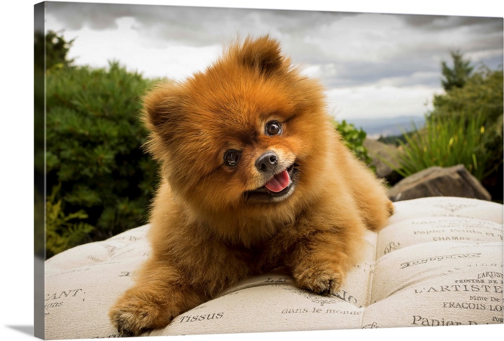 A Pomeranian dog outside on a pillow with a cloudy sky.