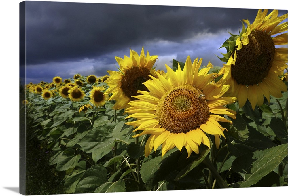 Sun Flower and Storm
