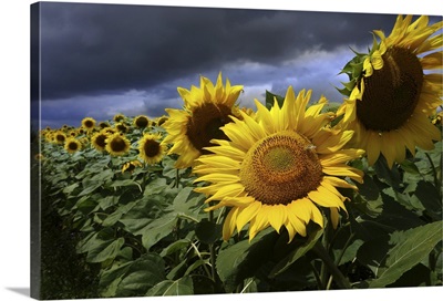 Sun Flower and Storm