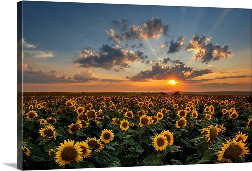 Magnificent sunset over a sunflower field.