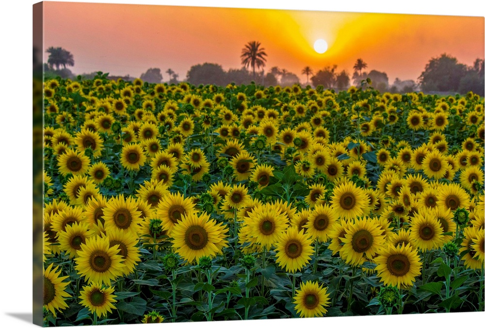 A beautiful sunflower field at sunset near Bahawalpur city, Pakistan.