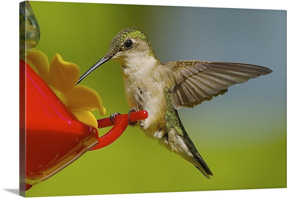A female Ruby-throated Hummingbird feeding at a plastic feeder.