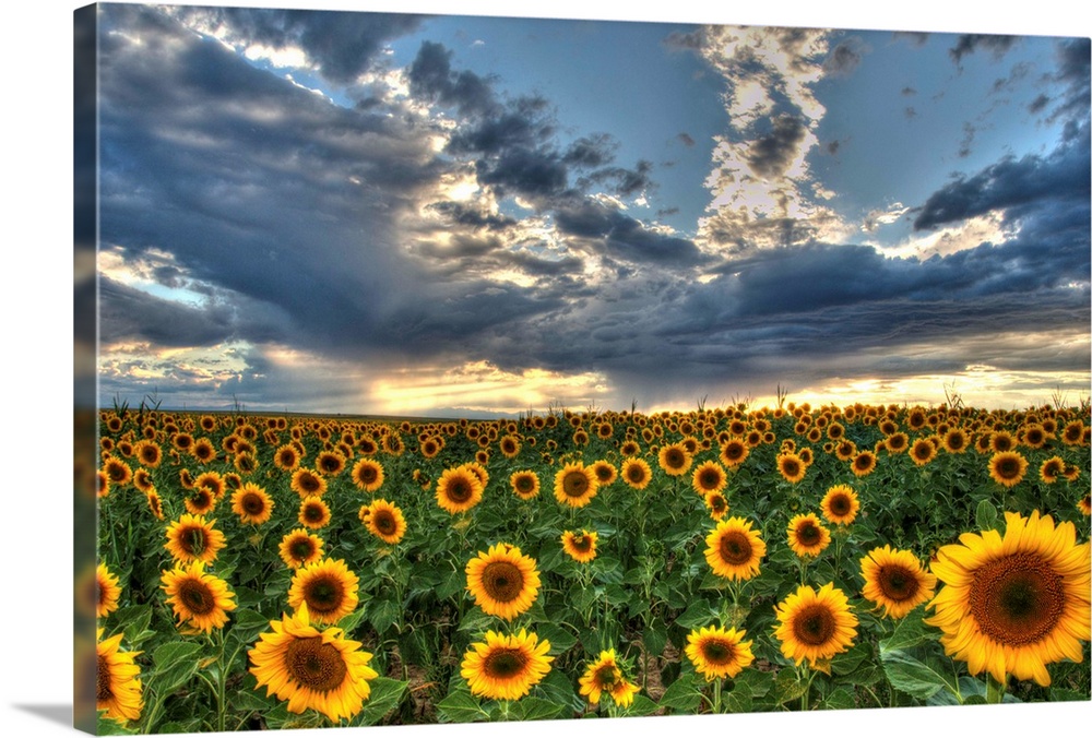 Sunflower field in Colorado under dramatic clouds.