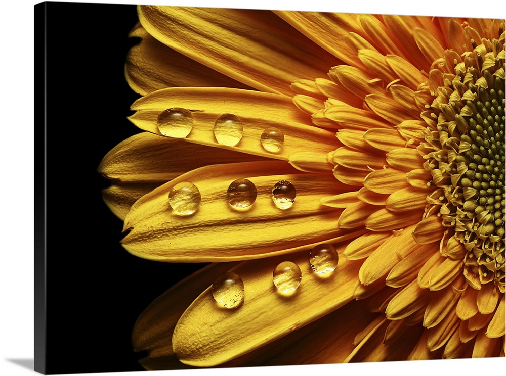 Abstract rain drops in perfect order on a yellow flower.