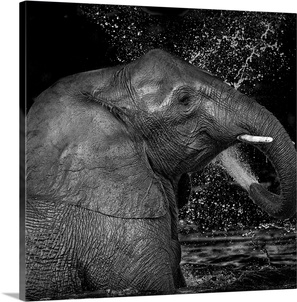 Black and white image of an elephant splashing itself with water from its trunk.