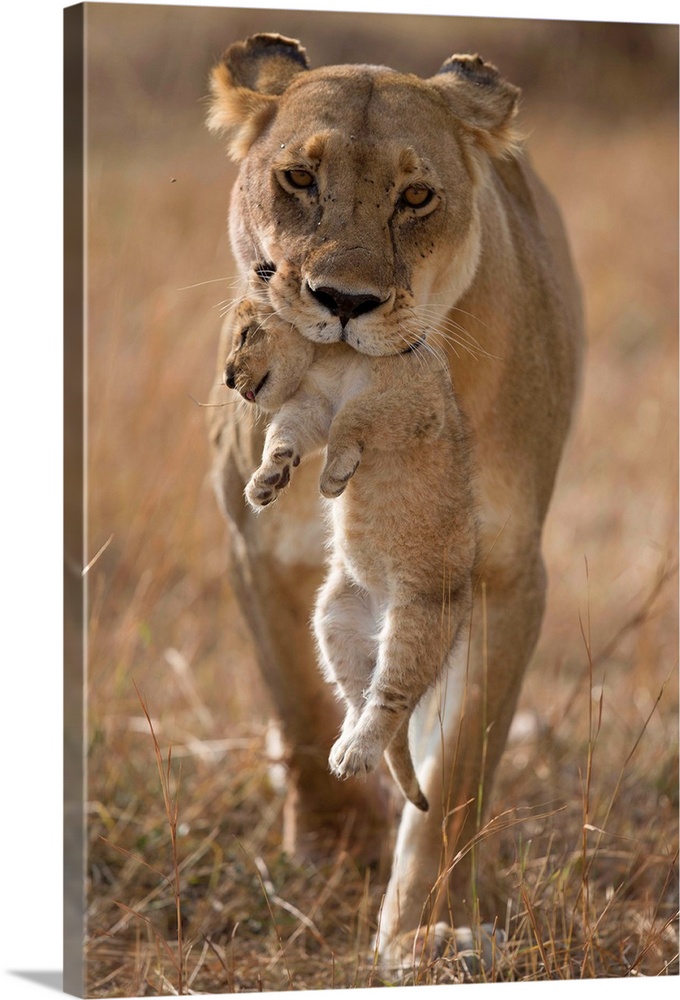 A lioness carrying her cub by the scuff of the neck.