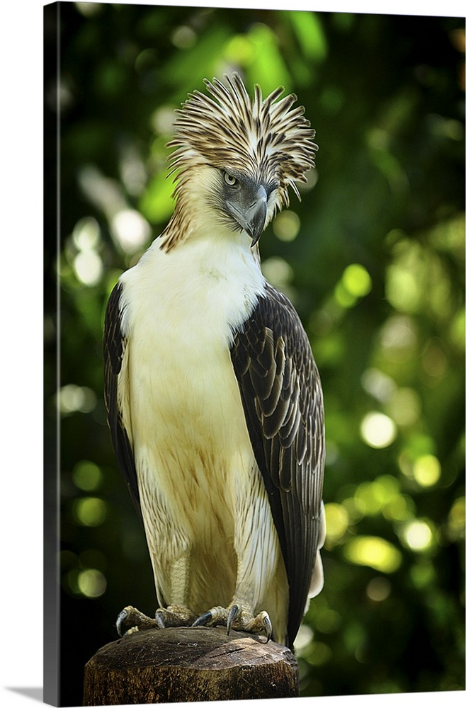 Philippine Monkey-eating Eagle perched on a branch.